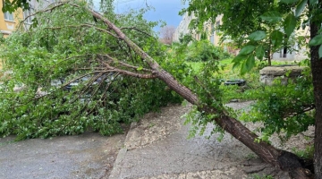 В Кузбассе семилетнюю девочку придавило рухнувшей с дерева веткой