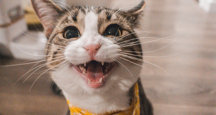 Депутаты запретили самовыгул собак и котов