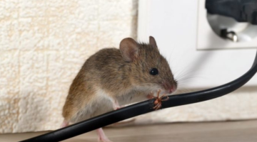 Как избавиться от грызунов на участке эффективные методы