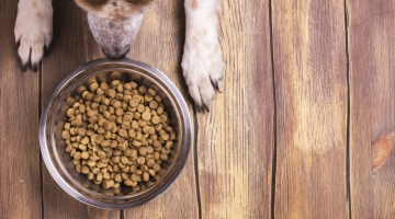 Чем ветеринарный корм отличается от обычного?