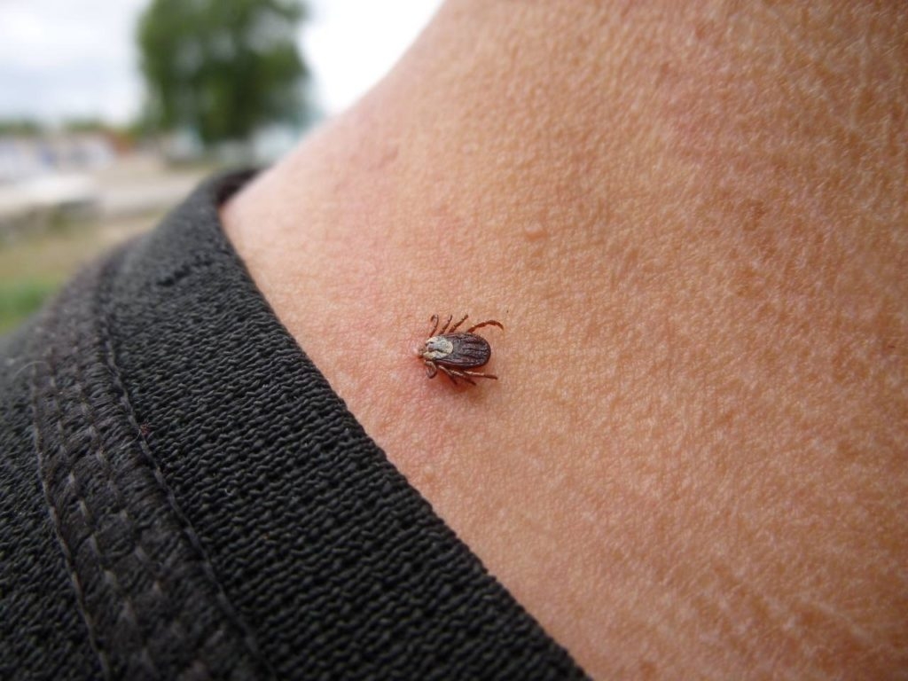 14 первоуральцев за неделю укусили клещи