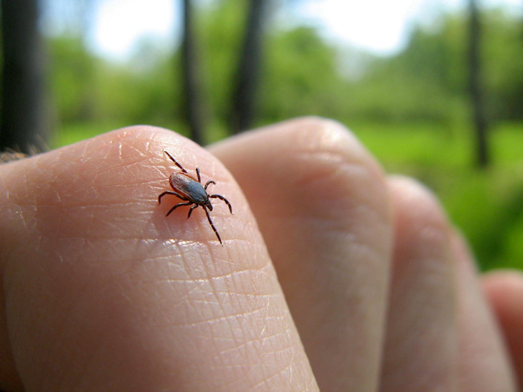 С начала весны клещи покусали 887 первоуральцев