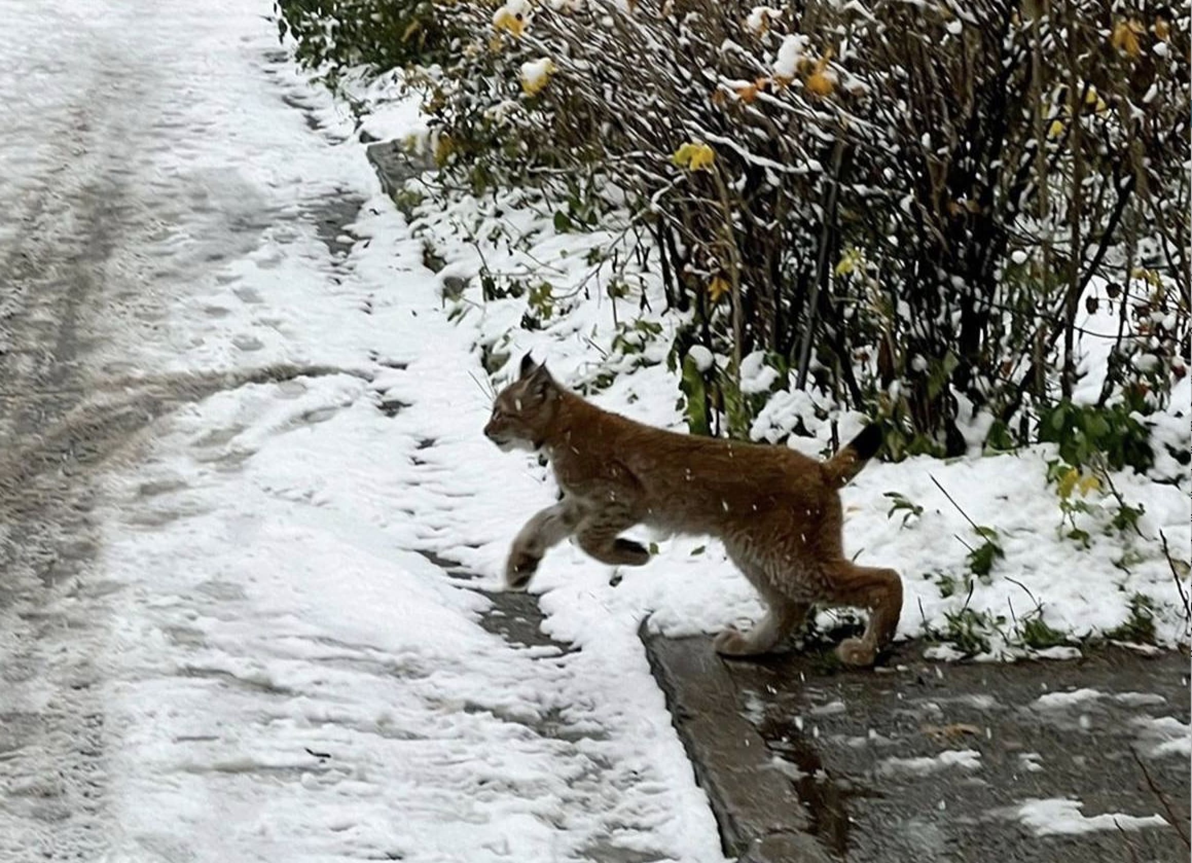 В заснеженном Первоуральске заметили рысь 🐾