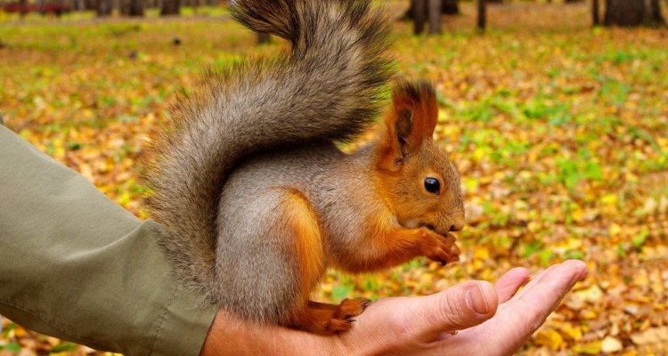 В Первоуральске детей кусают белки и соболя. Статистика