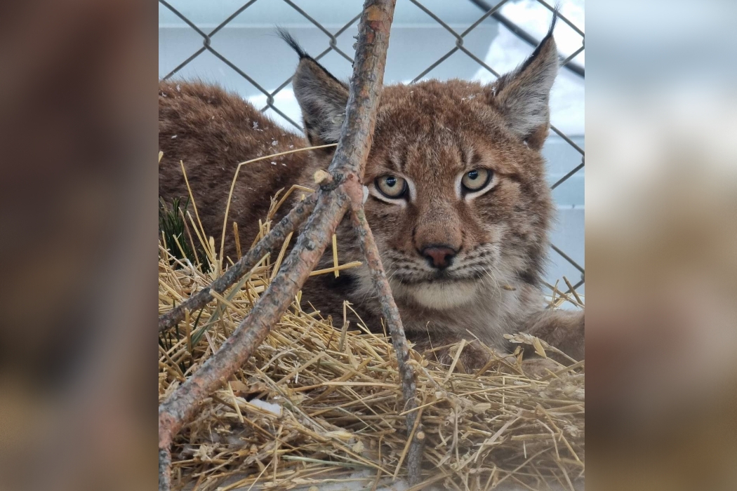 В Первоуральске экологи спасли рысь