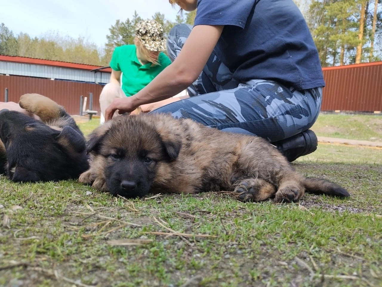66 щенков передали в колонии и СИЗО специалисты племпитомника