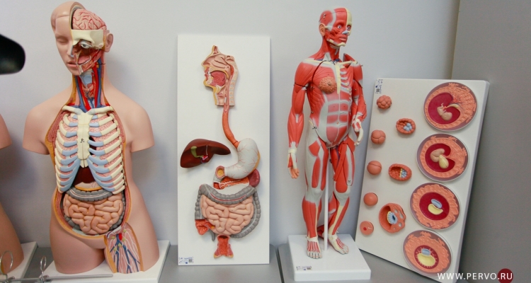 В лицее №21 прошёл открытый урок для родителей, «примеривших» профессию врача