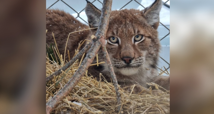 В Первоуральске экологи спасли рысь