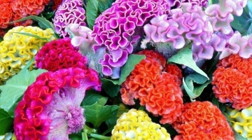 Сеть садовых центров LETTO: здесь есть все, что вам нужно