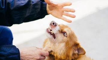 Стая из 15 собак едва не растерзала ребенка в парке Астрахани