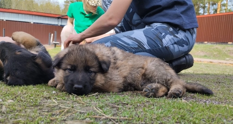 66 щенков передали в колонии и СИЗО специалисты племпитомника