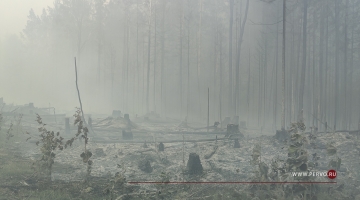 В Свердловской области потушили все лесные пожары