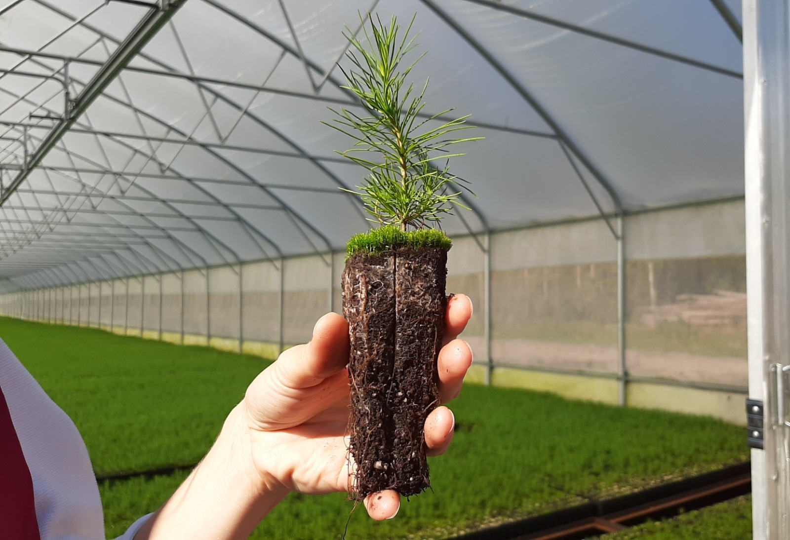 16 миллионов деревьев высадят весной 2024 года для восстановления лесов