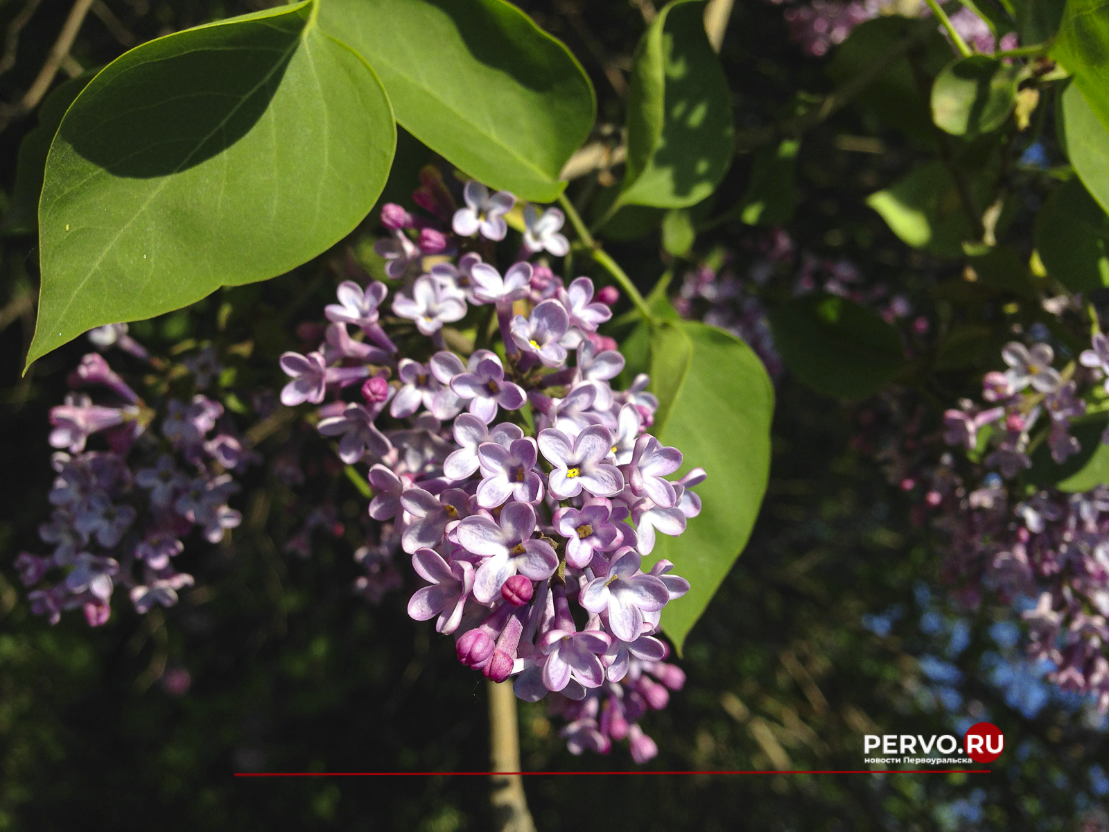 В Первоуральске зацвела черемуха