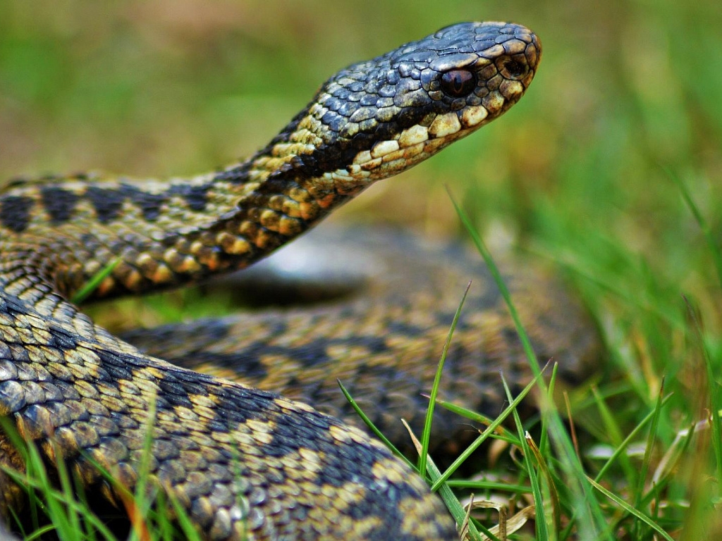 Первоуральцев предупредили об активности гадюк