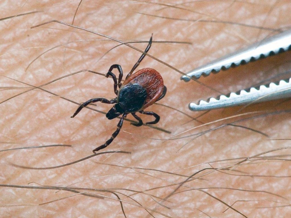 Ежедневно в больницу обращаются по 15-25 горожан с присосавшимся клещом