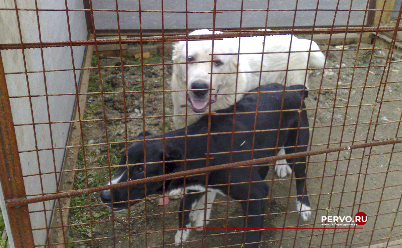 Под Первоуральском построят новый приют для собак на 500 голов