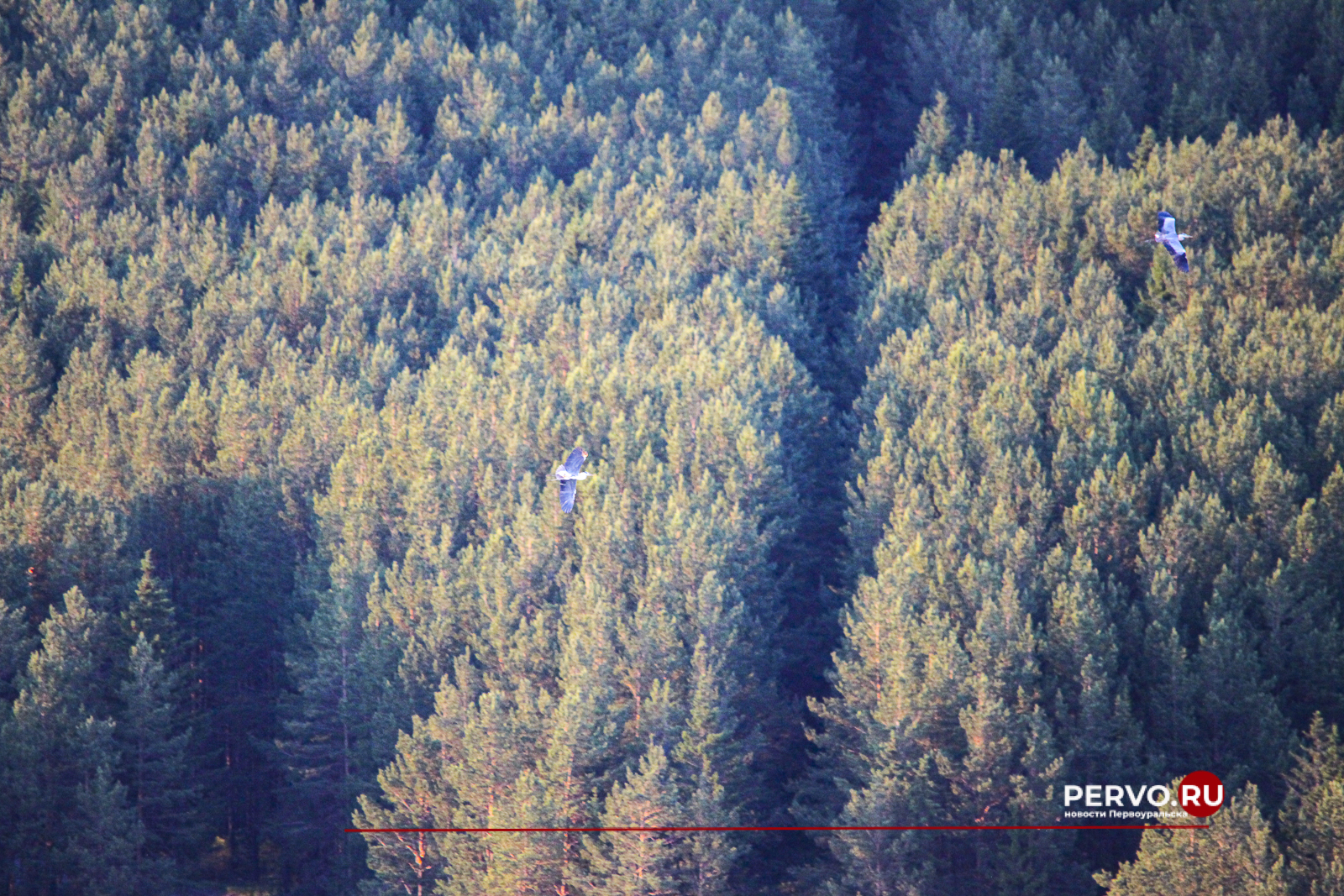 Волонтеры нашли пропавшую пенсионерку в лесу