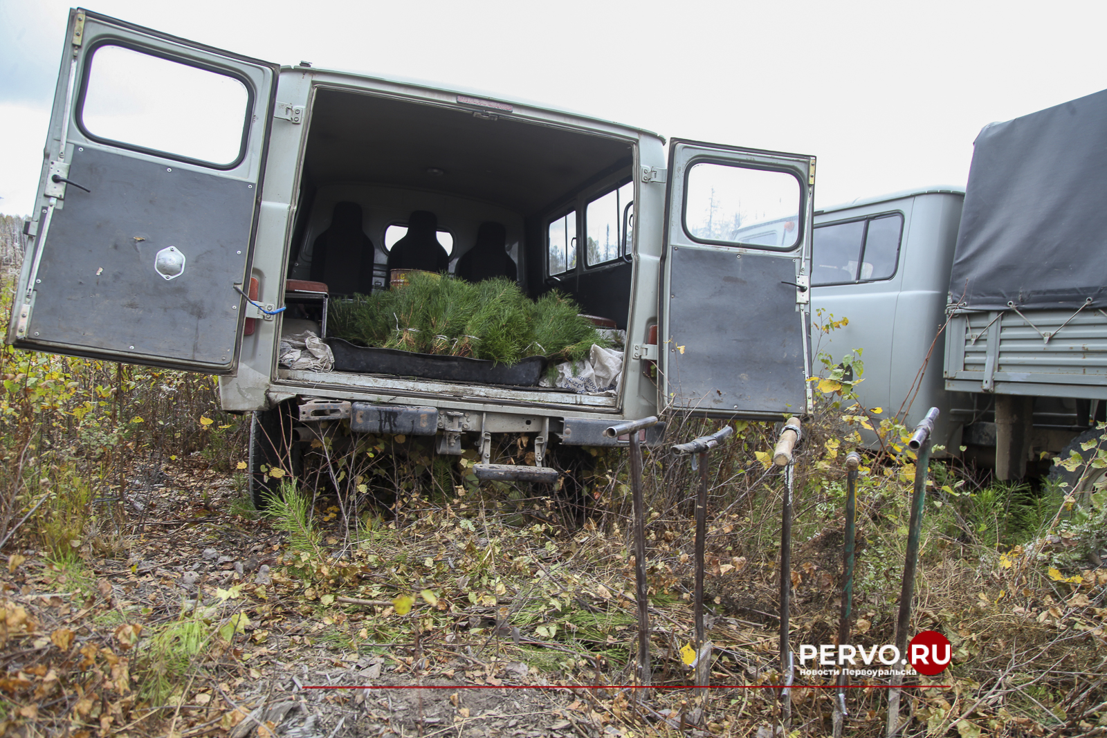 В лесах Первоуральска высадили 7800 сеянцев сосны и ели