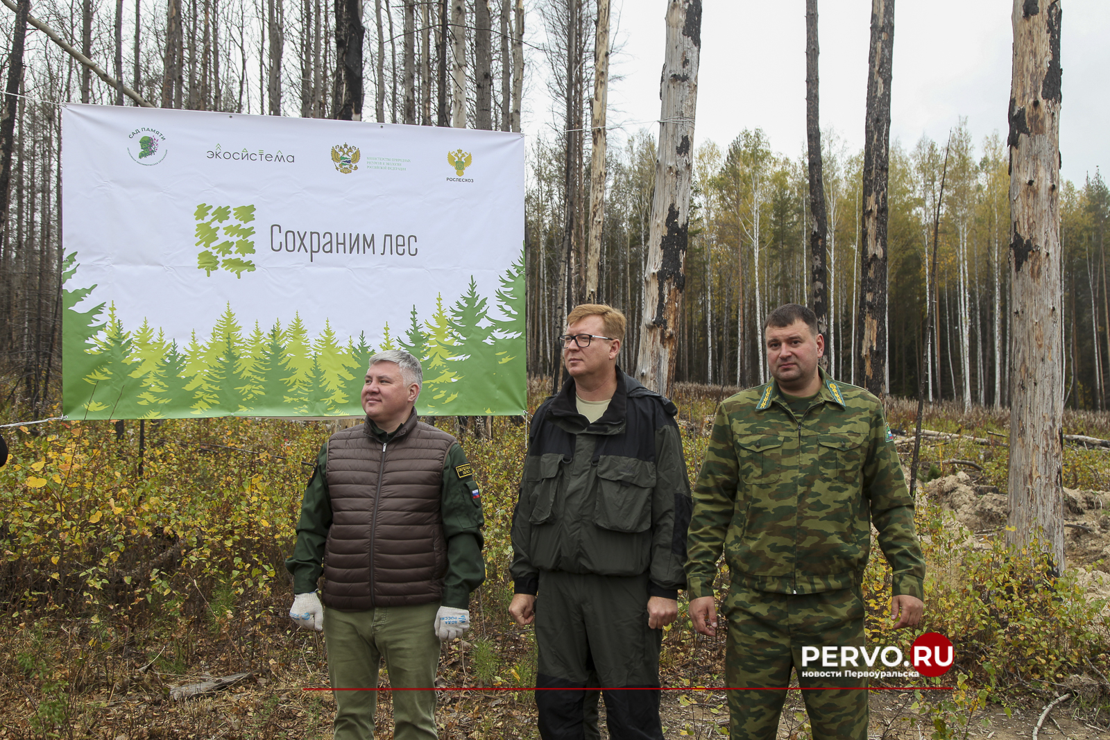 В лесах Первоуральска высадили 7800 сеянцев сосны и ели