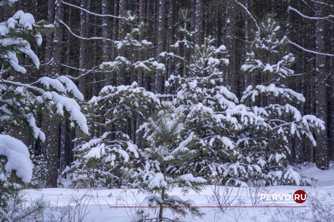 С 16 декабря первоуральцы могут заготавливать новогодние елки