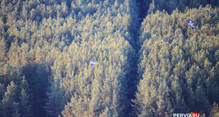 В лесхозе рассказали, сколько стоит взять ель из лесу домой