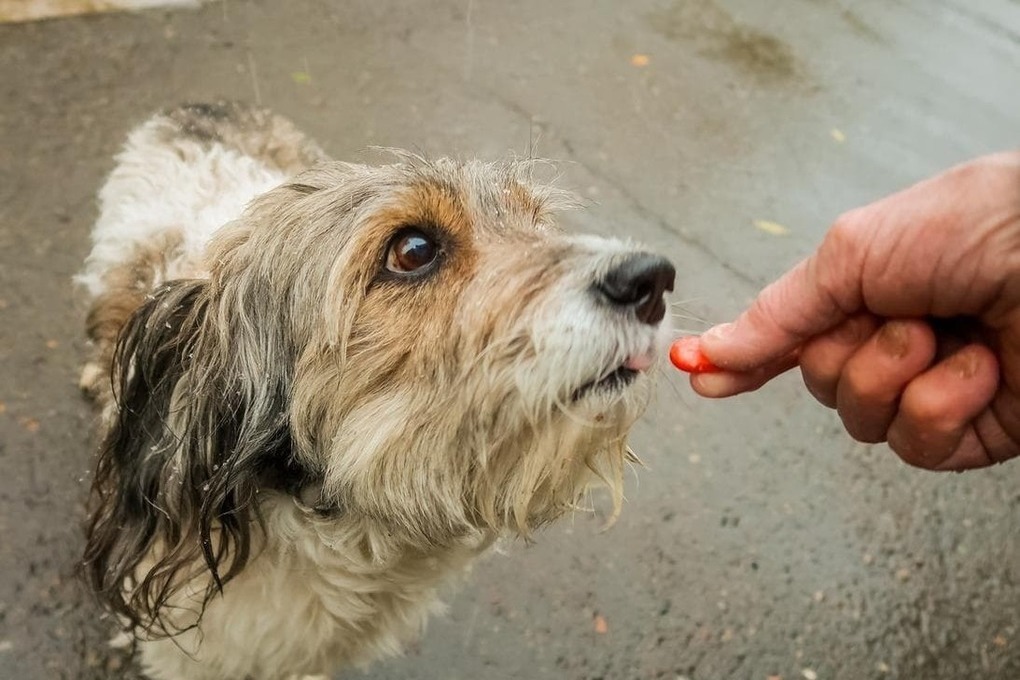 В Первоуральске снова объявились догхантеры?