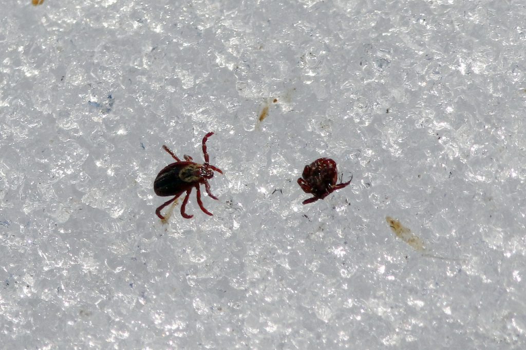 Роспотребнадзор предупредил о раннем «сезоне присасывания клещей»