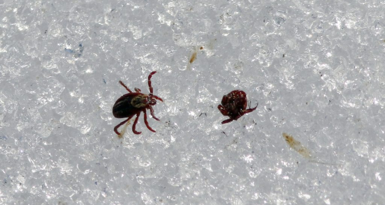 Роспотребнадзор предупредил о раннем «сезоне присасывания клещей»