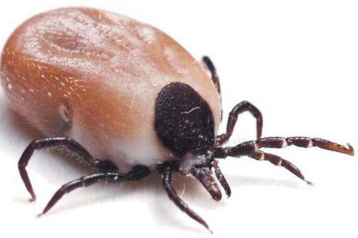 В 2025 году первоуральцев ждёт нашествие клещей