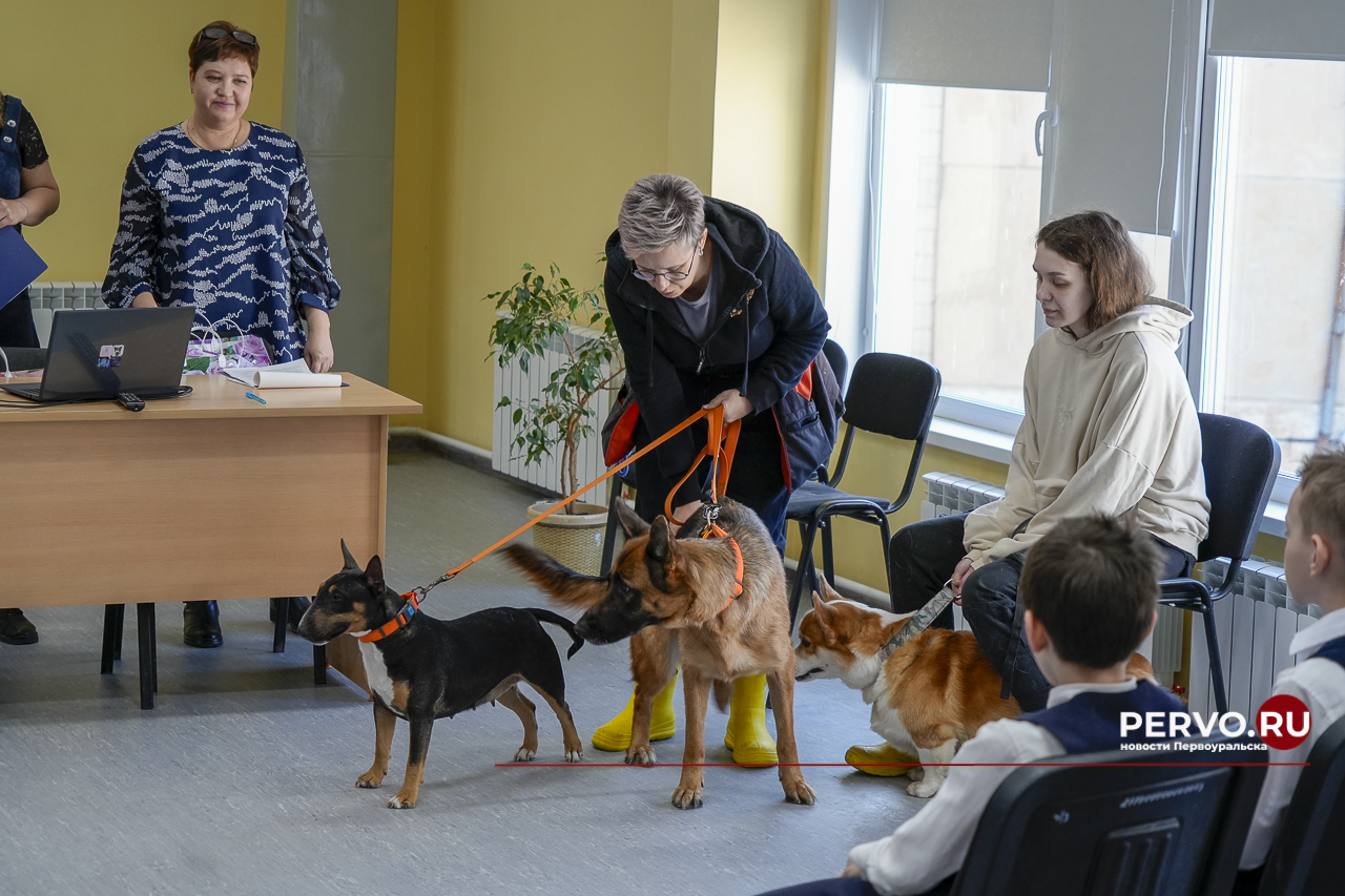 В Первоуральске провели живой урок, посвященный четвероногим боевым товарищам