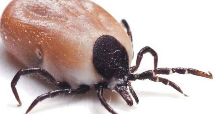 В 2025 году первоуральцев ждёт нашествие клещей