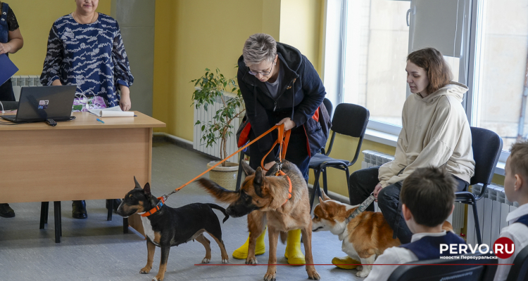В Первоуральске провели живой урок, посвященный четвероногим боевым товарищам