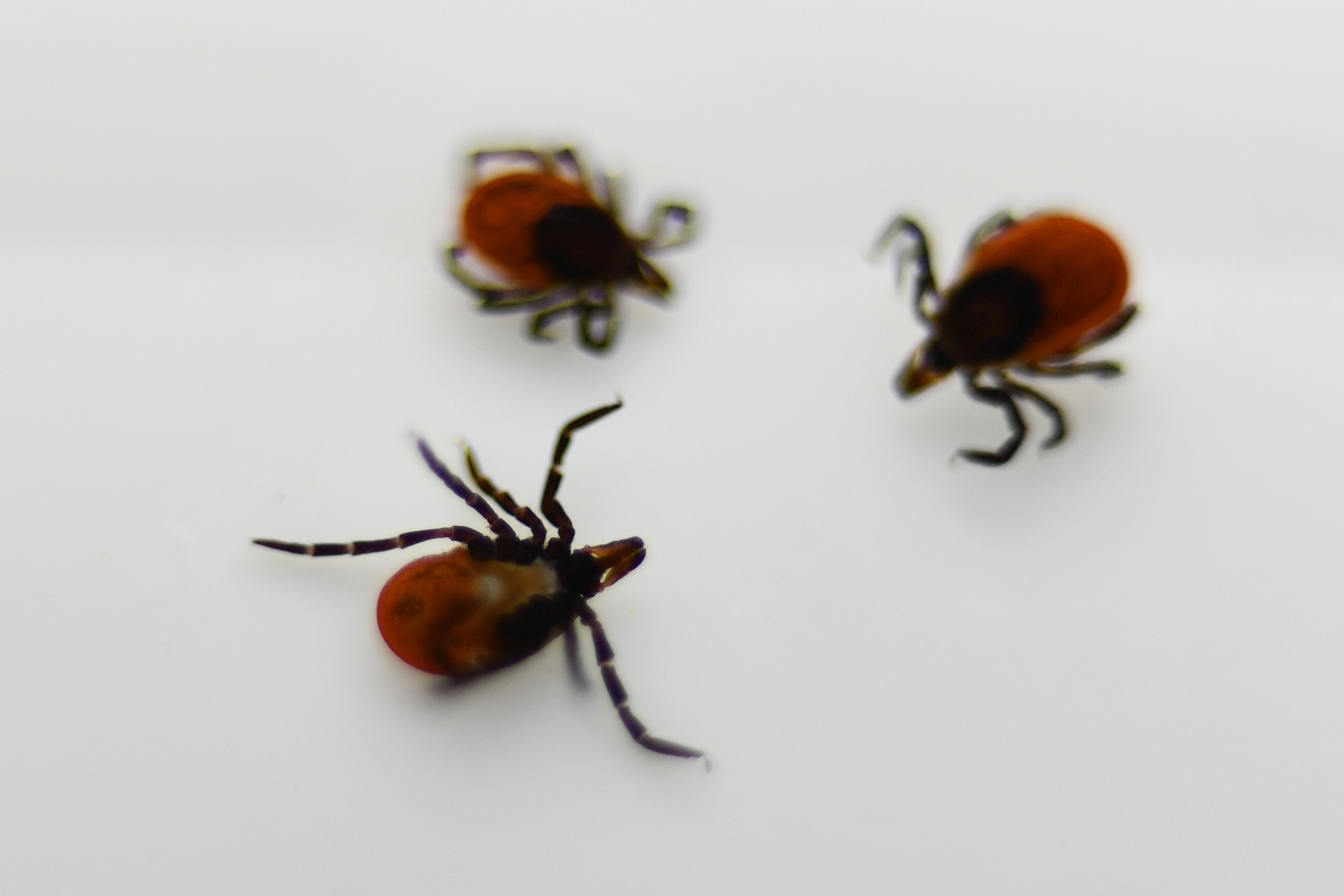 В городе зарегистрирован второй случай укуса клеща