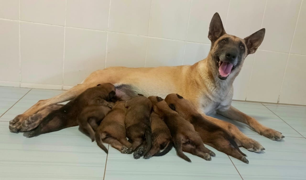 21 щенок появился на свет в племенном питомнике служебного собаководства