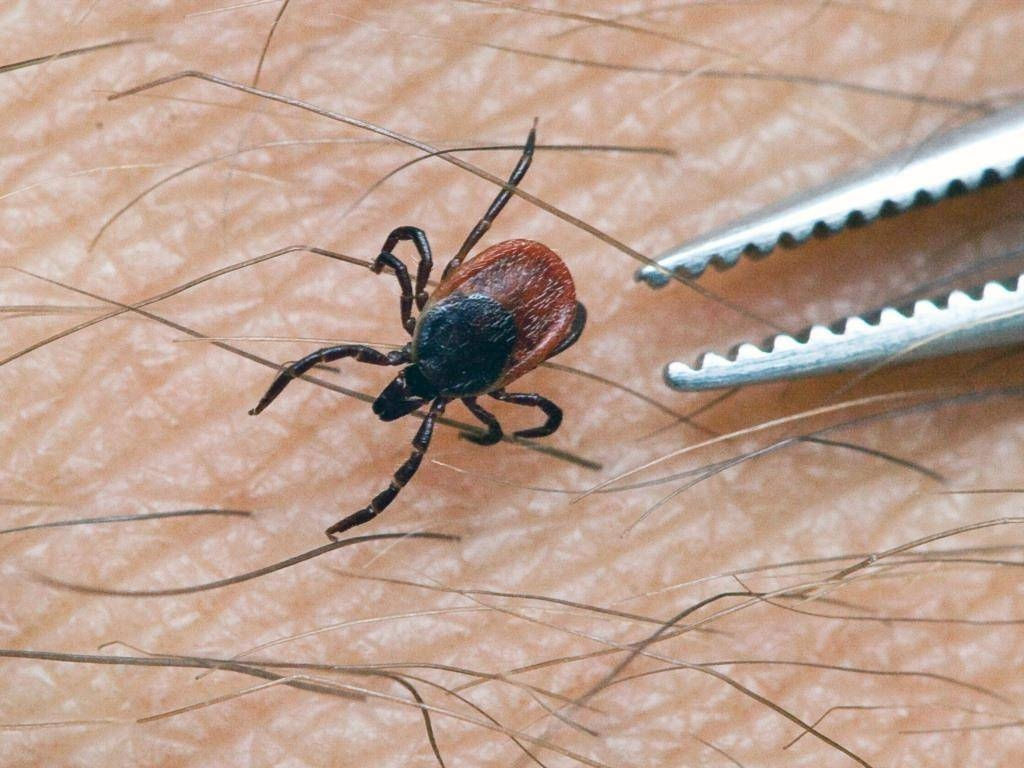 С начала сезона клещи покусали 35 жителей Первоуральска