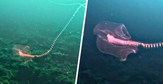 Биолог Дейдун сфотографировал у берегов Мальты гигантскую сифонофору