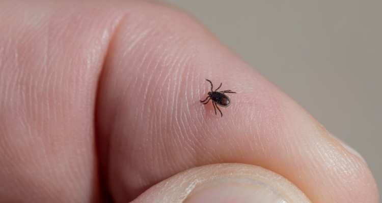 В Первоуральске проснулись клещи 