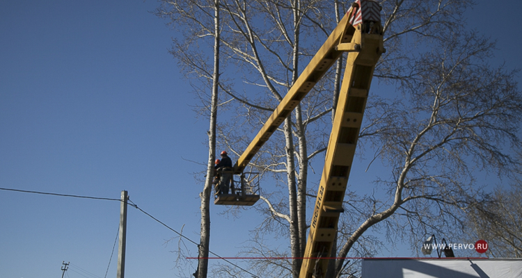В городе продолжают кронировать деревья
