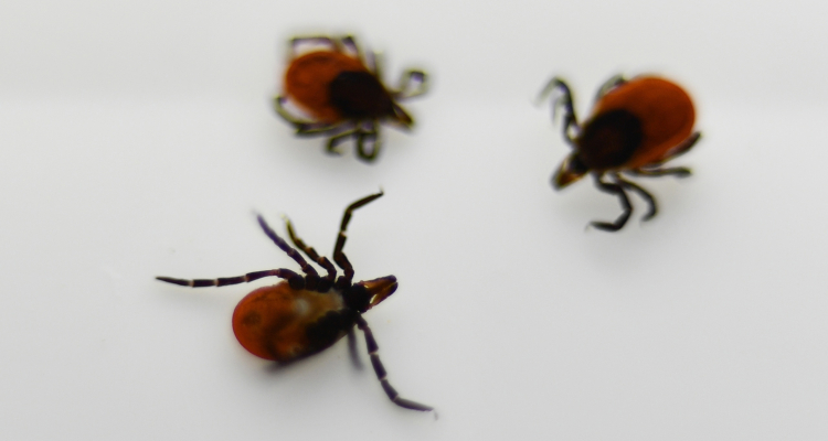 В городе зарегистрирован второй случай укуса клеща