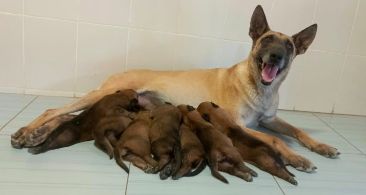 21 щенок появился на свет в племенном питомнике служебного собаководства