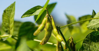 Правительство планирует разрешить ввоз в Россию ГМО-сои при условии ее экспорта