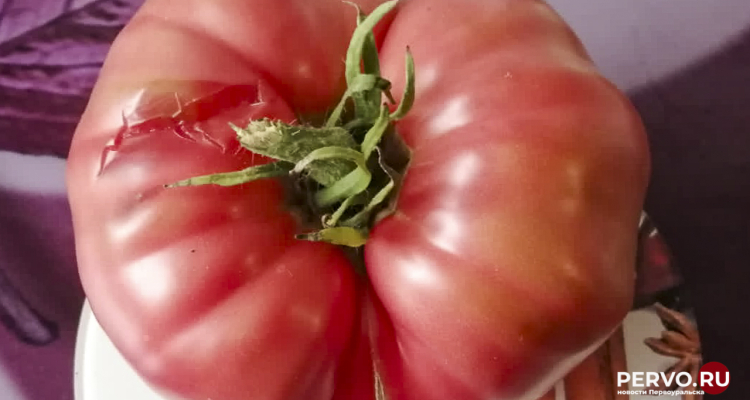 Стоимость килограмма помидоров достигла 300 рублей