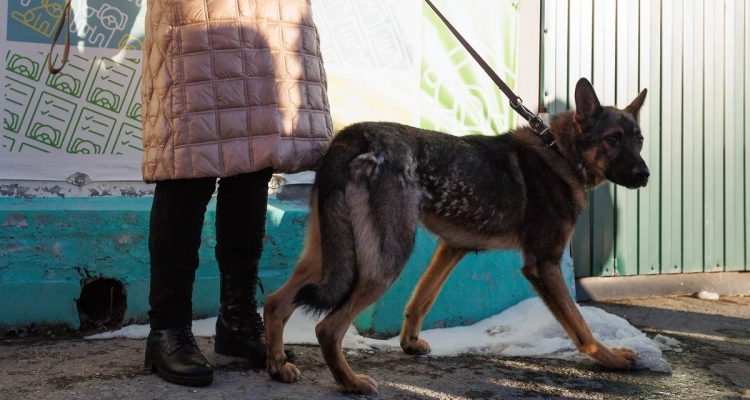 Утверждены новые требования к содержанию домашних животных