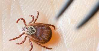 Россиянам рассказали о максимальной активности иксодовых клещей