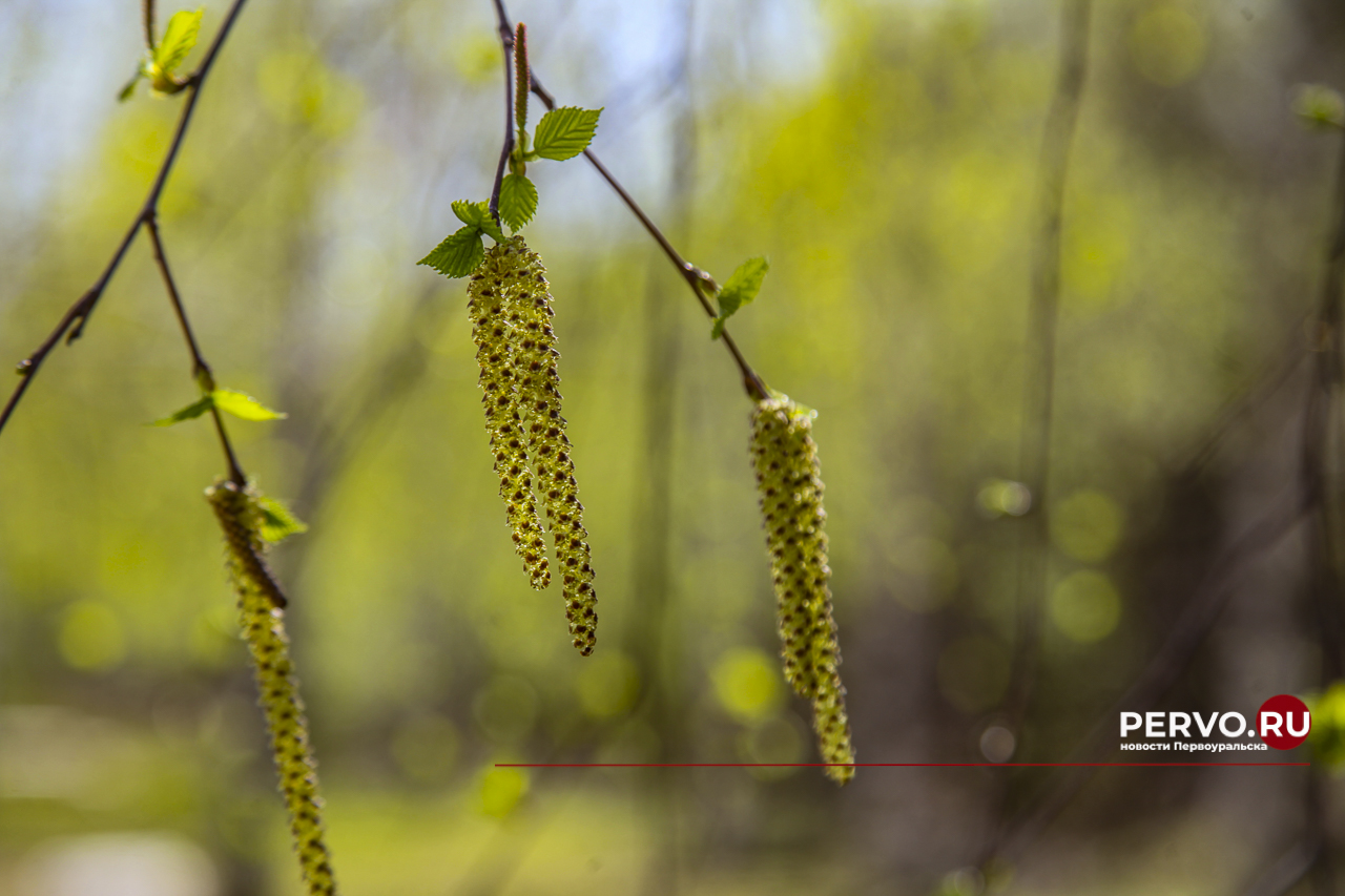 🤧 Берёза вновь атакует первоуральских аллергиков