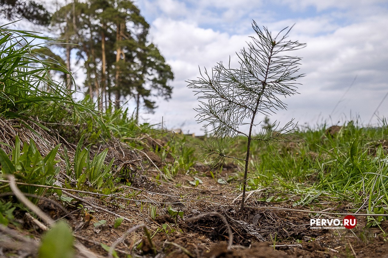 15 тысяч саженцев сибирской ели высадили под Первоуральском