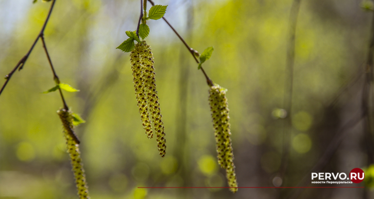 🤧 Берёза вновь атакует первоуральских аллергиков