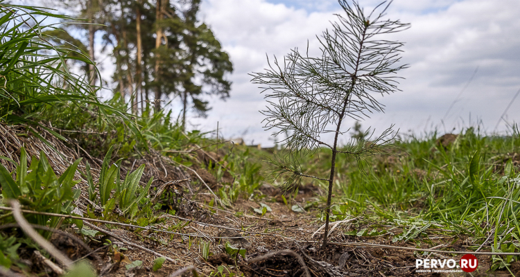 15 тысяч саженцев сибирской ели высадили под Первоуральском