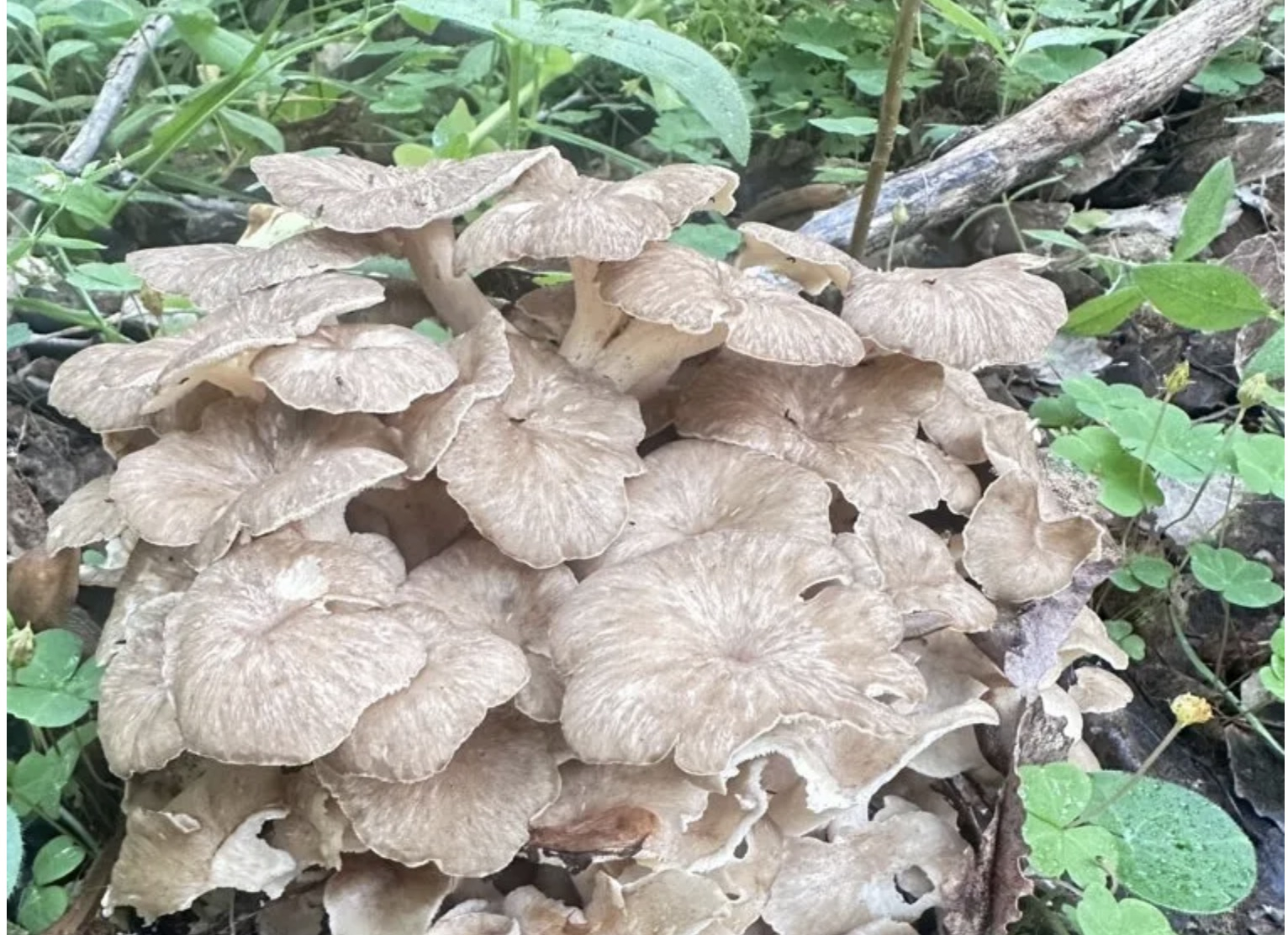 В лесах нашли редкий гриб — трутовик зонтичный